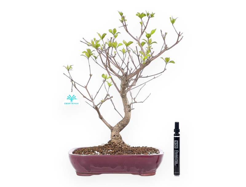 Callicarpa bonsai van 42 cm | Rechthoekige bordeaux pot