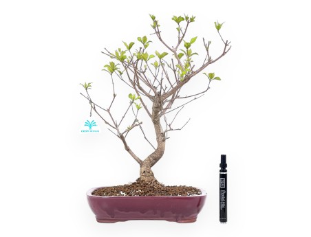 Callicarpa bonsai van 42 cm | Rechthoekige bordeaux pot