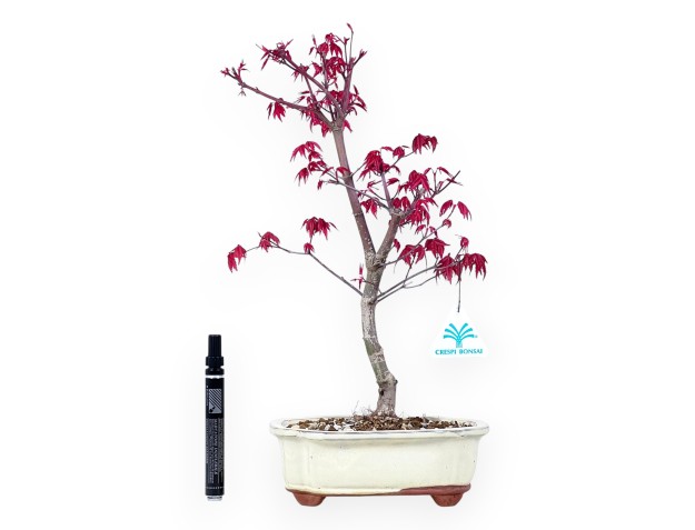 Bonsaï de Érable de 40 cm | Pot à nuage crème