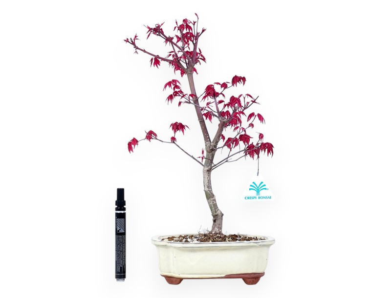 Maple bonsai 40 cm | Cream cloud pot