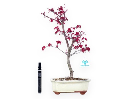 Maple bonsai 40 cm | Cream cloud pot