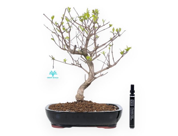 Bonsai di Callicarpa da 39 cm | Vaso rettangolare blu