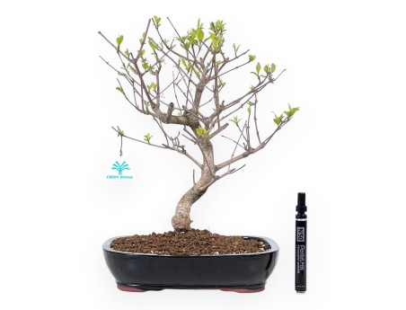 Callicarpa bonsai 39 cm | Blue rectangular pot
