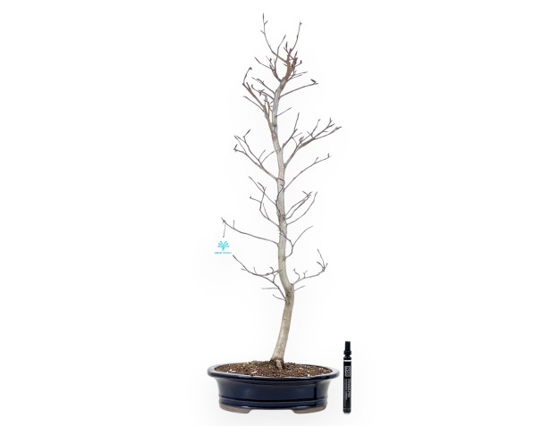 Beuk bonsai van 79 cm | Ovaal blauw pot