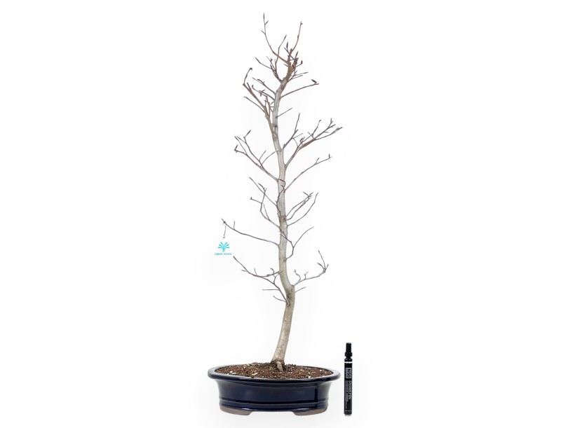 Buche Bonsai von 79 cm | Oval blau Topf