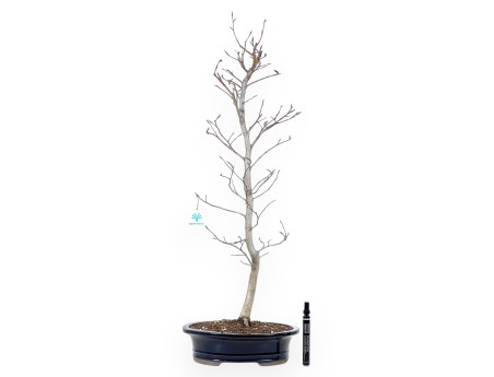 Bonsaï de hêtre de 79 cm | Pot ovale bleu