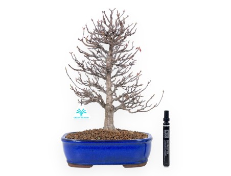 Bonsaï de Érable de 42 cm | Pot rectangulaire bleu