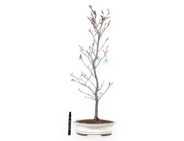 Bonsai di faggio da 79 cm | Vaso ovale crema