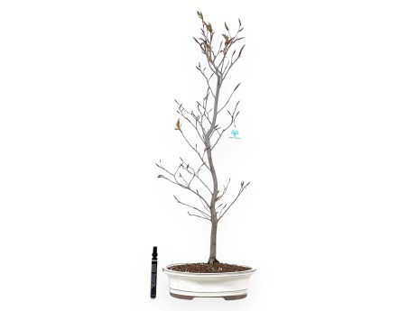 Bonsái de haya de 79 cm | Maceta oval crema
