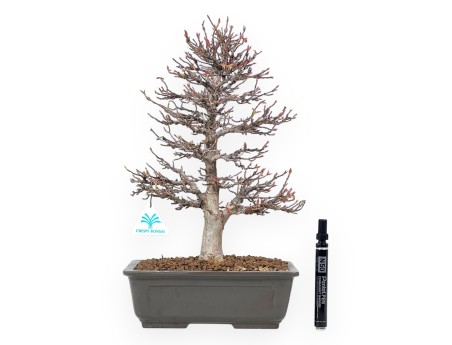 Bonsái de arce de 41 cm | Maceta rectangular de gres
