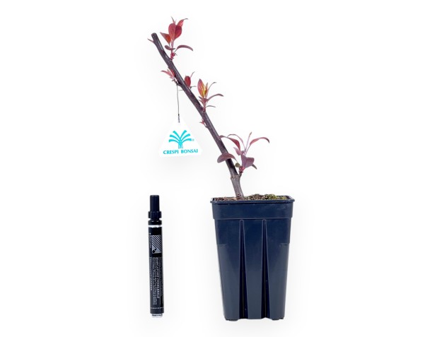 Werkplant van appelboom van 32 cm | Vierkant plastic pot