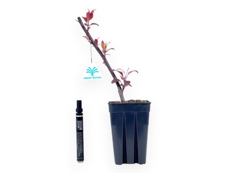 Apfelbaum Arbeitspflanze von 32 cm | Quadratischer kunststoff Topf