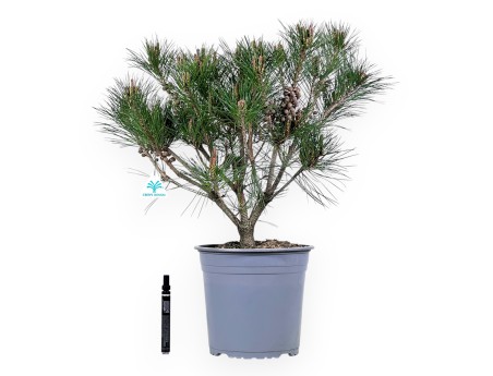 Pine work plant of 59 cm | Round plastic pot