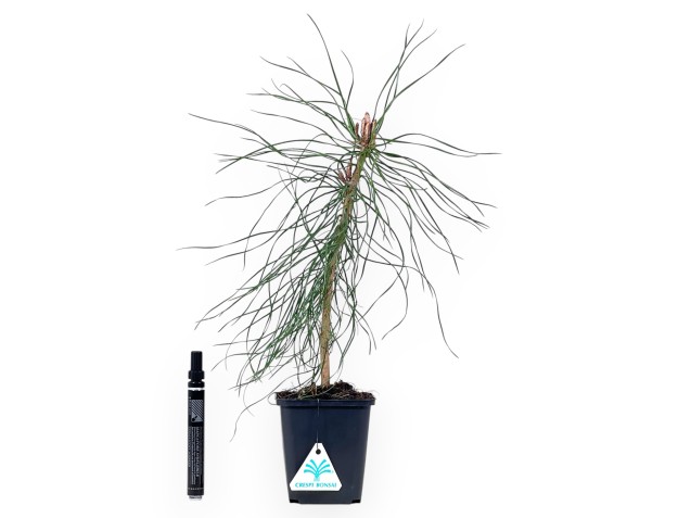 Werkplant van den van 36 cm | Vierkant plastic pot