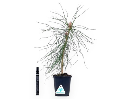 Werkplant van den van 36 cm | Vierkant plastic pot