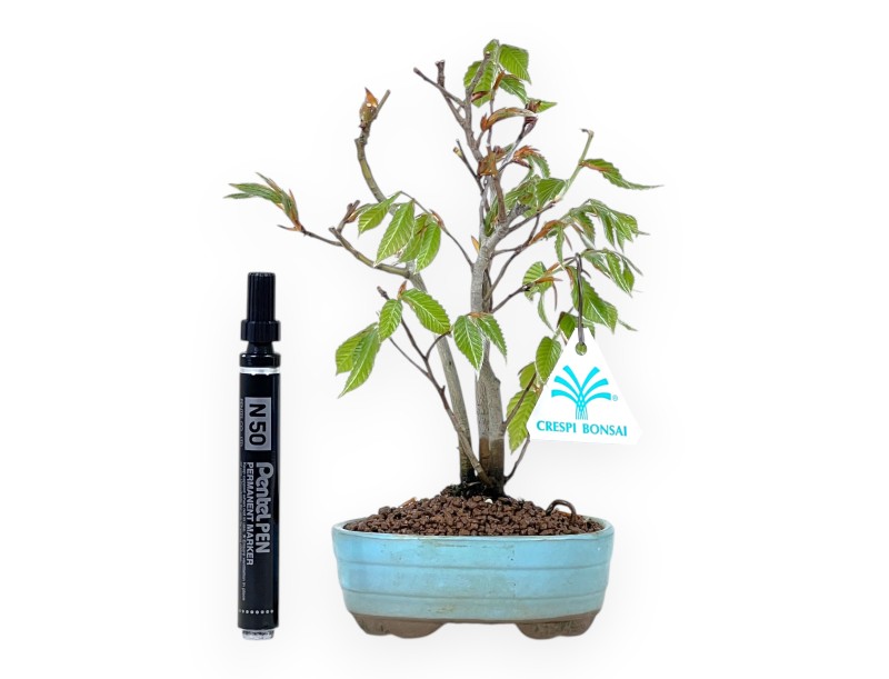 Beuk bonsai van 22 cm | Ovaal licht blauw pot