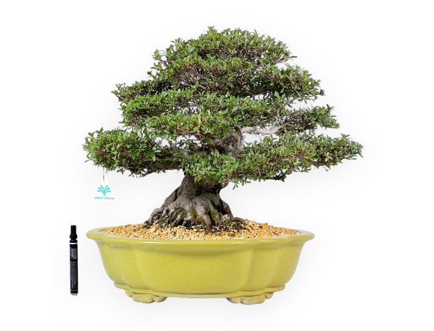 Bonsaï de Azalée de 52 cm | Pot à nuage vert clair