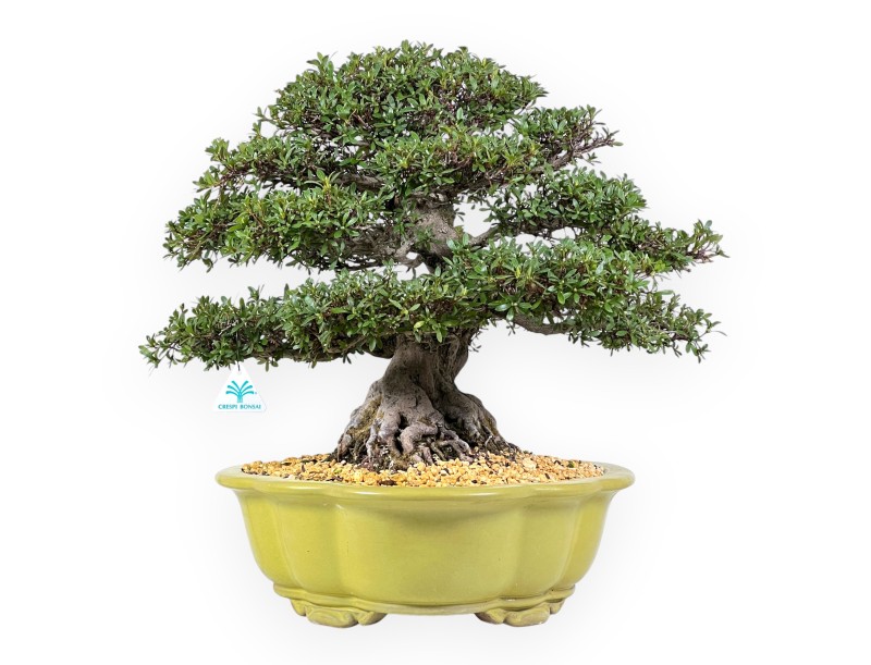 Bonsai di Azalea da 52 cm | Vaso a nuvola verde chiaro