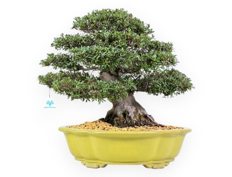 Azalee Bonsai von 52 cm | Wolke hellgrün Topf