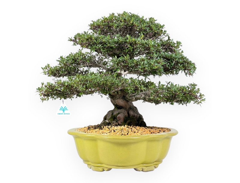 Bonsai di Azalea da 52 cm | Vaso a nuvola verde chiaro
