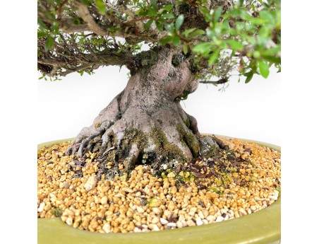Azalee Bonsai von 52 cm | Wolke hellgrün Topf