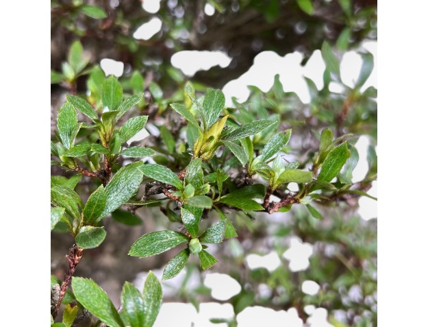 Bonsái de azalea de 52 cm | Maceta nube verde claro 2