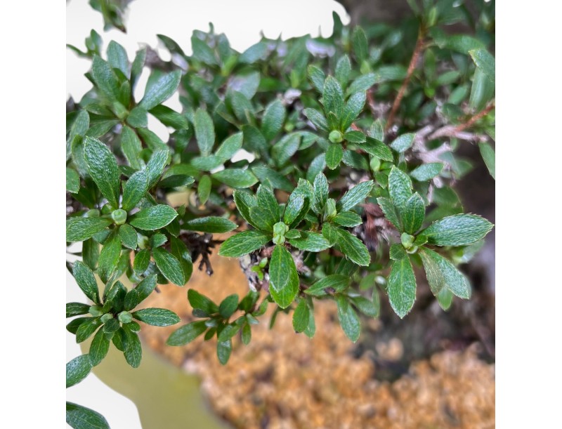 Azalee Bonsai von 52 cm | Wolke hellgrün Topf