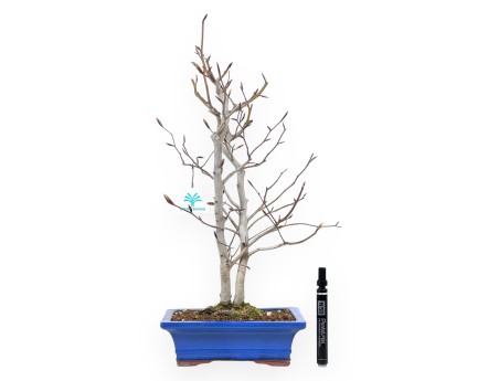 Bonsaï de hêtre de 50 cm | Pot rectangulaire bleu