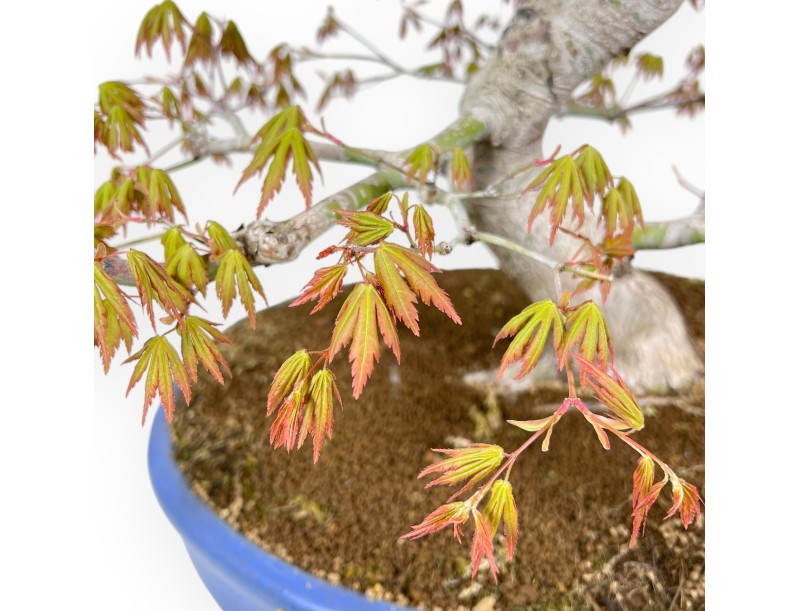 Bonsaï de Érable de 86 cm | Pot ovale bleu clair