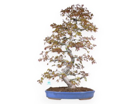 Bonsai di acero da 86 cm | Vaso ovale azzurro
