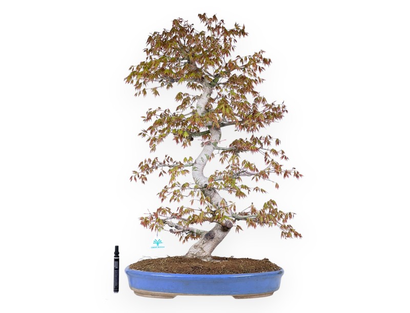 Bonsái de arce de 86 cm | Maceta oval azul claro