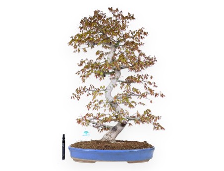 Esdoorn bonsai van 86 cm | Ovaal Licht blauw pot