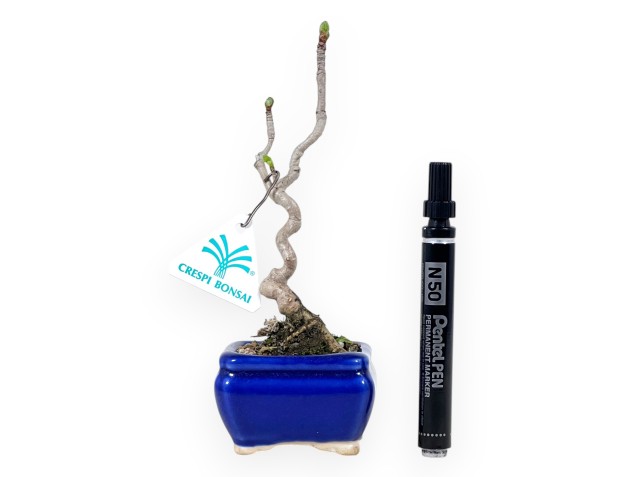 Bonsai di Ginkgo biloba da 21 cm | Vaso rettangolare blu