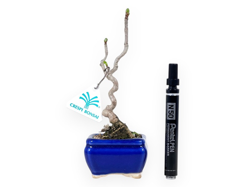 Ginkgo biloba Bonsai von 21 cm | Rechteckig blau Topf