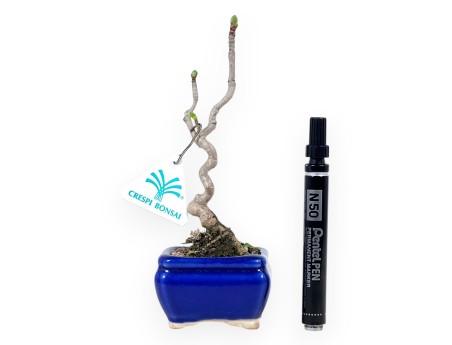 Ginkgo biloba Bonsai von 21 cm | Rechteckig blau Topf