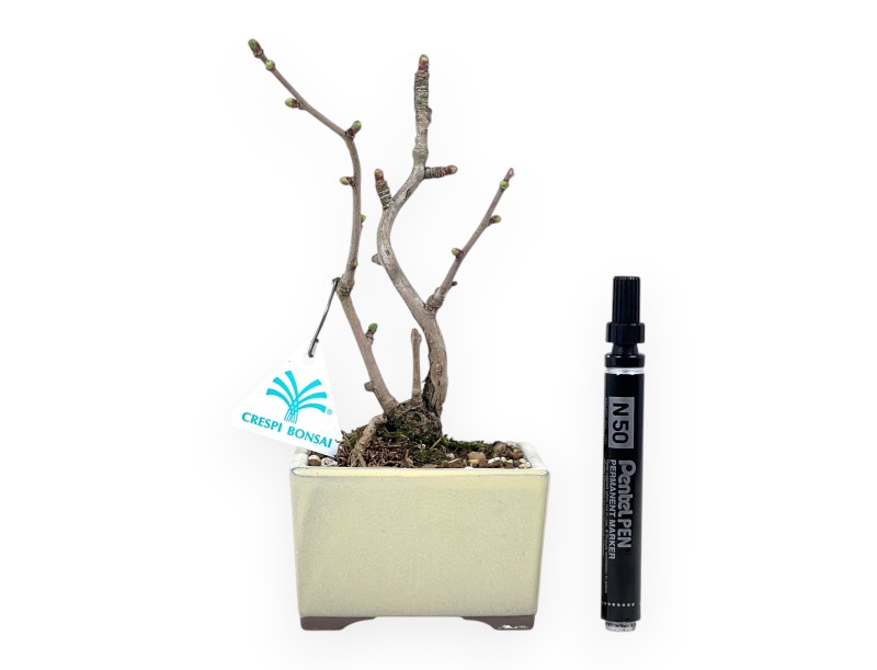Bonsai di Ginkgo biloba da 22,5 cm | Vaso rettangolare crema