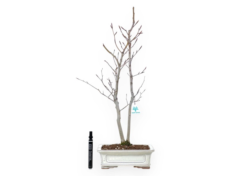 Japanese beech bonsai 63 cm | Cream rectangular pot