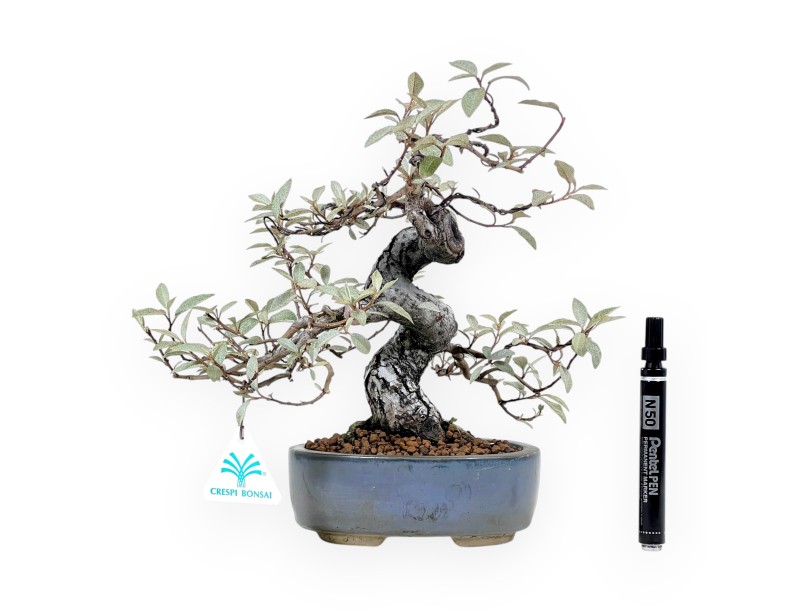 Elaeagnus Bonsai von 30 cm | Grau-blau oval Topf