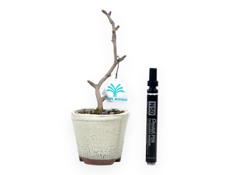 Ginkgo biloba Bonsai von 22 cm | Rund creme Topf