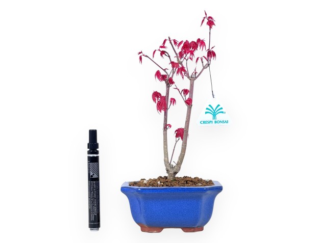 Maple bonsai 29 cm | Blue rectangular pot