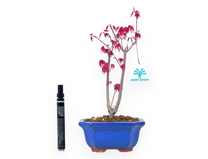Bonsai di acero da 29 cm | Vaso rettangolare blu