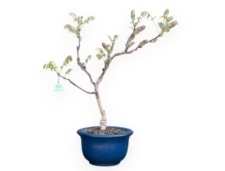 Wisteria Bonsai von 60 cm | Rund blau Topf