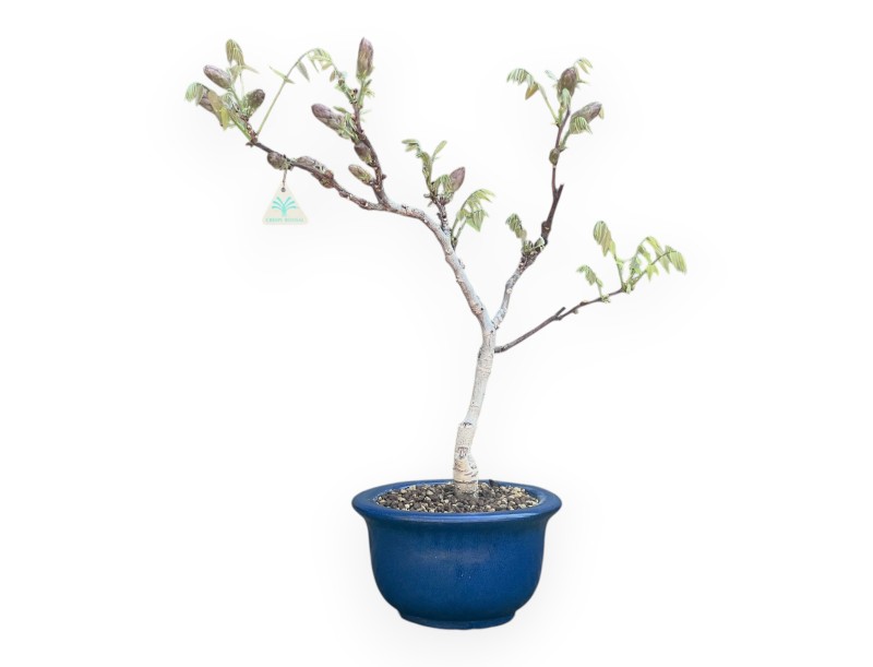 Bonsaï glycine de 60 cm | Pot rond bleu