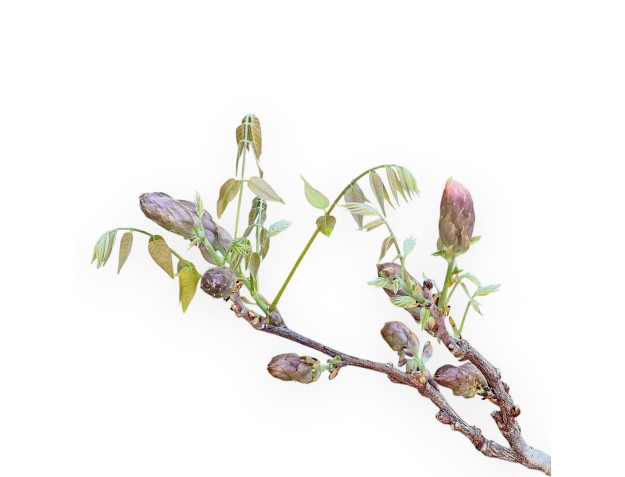 Bonsai di Glicine da 60 cm | Vaso tondo blu 2