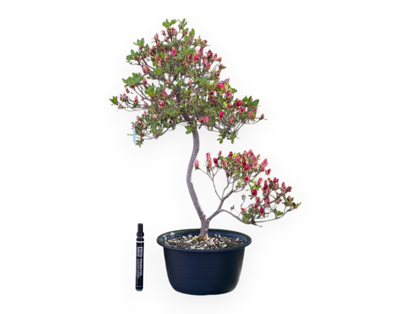 Azalee Bonsai von 58 cm | Schwarz rund Kunststoff Topf