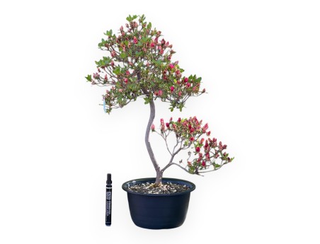 Azalee Bonsai von 58 cm | Schwarz rund Kunststoff Topf
