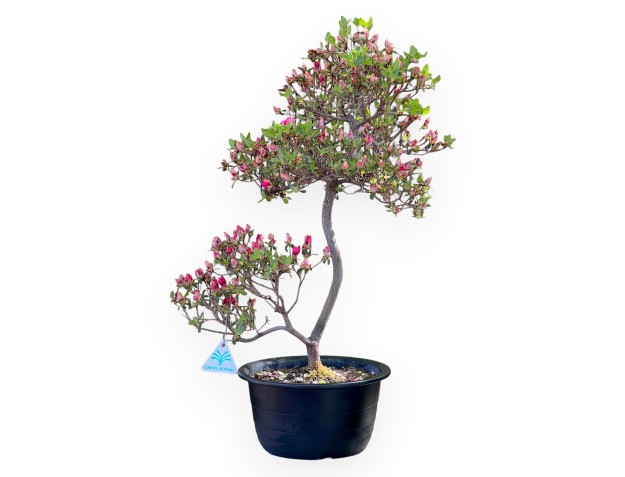 Bonsái de azalea de 58 cm | Maceta de plástico negro
