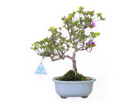Azalee Bonsai von 34 cm | Oval weiß Topf