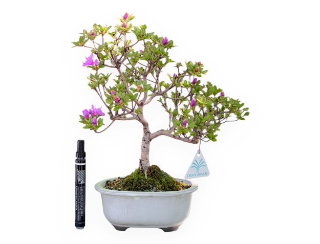 Bonsái de azalea de 34 cm | Maceta oval blanco