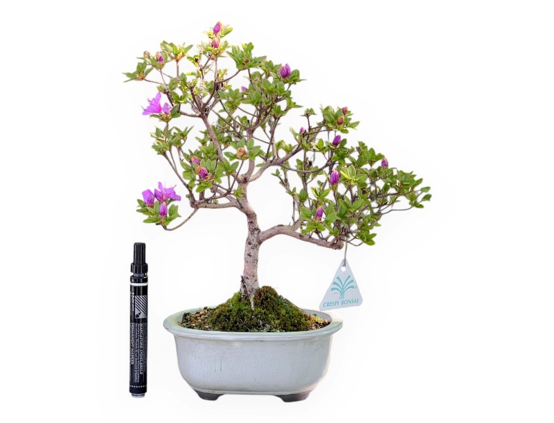 Azalee Bonsai von 34 cm | Oval weiß Topf